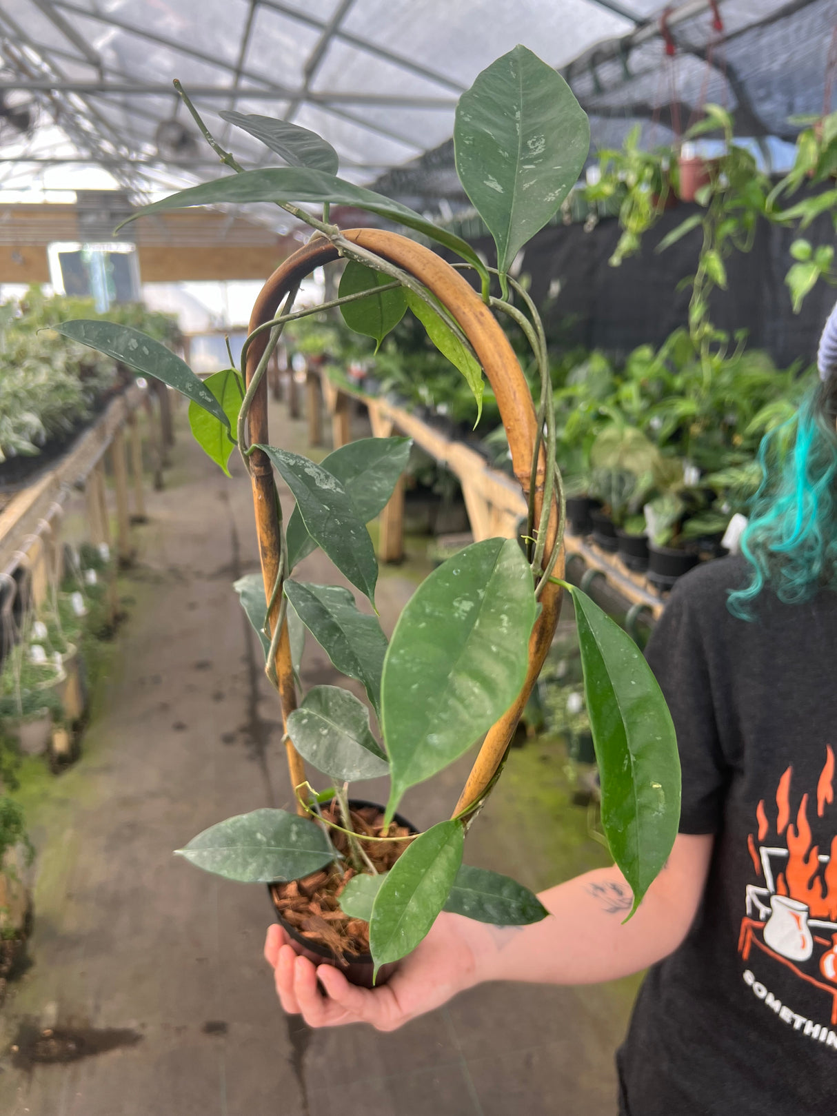 4" Hoya sammannaniana