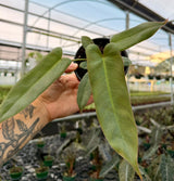 4" Philodendron atabapoense