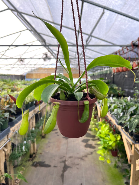 4" Nepenthes Alata ‘Pitcher Plant’ hanging basket