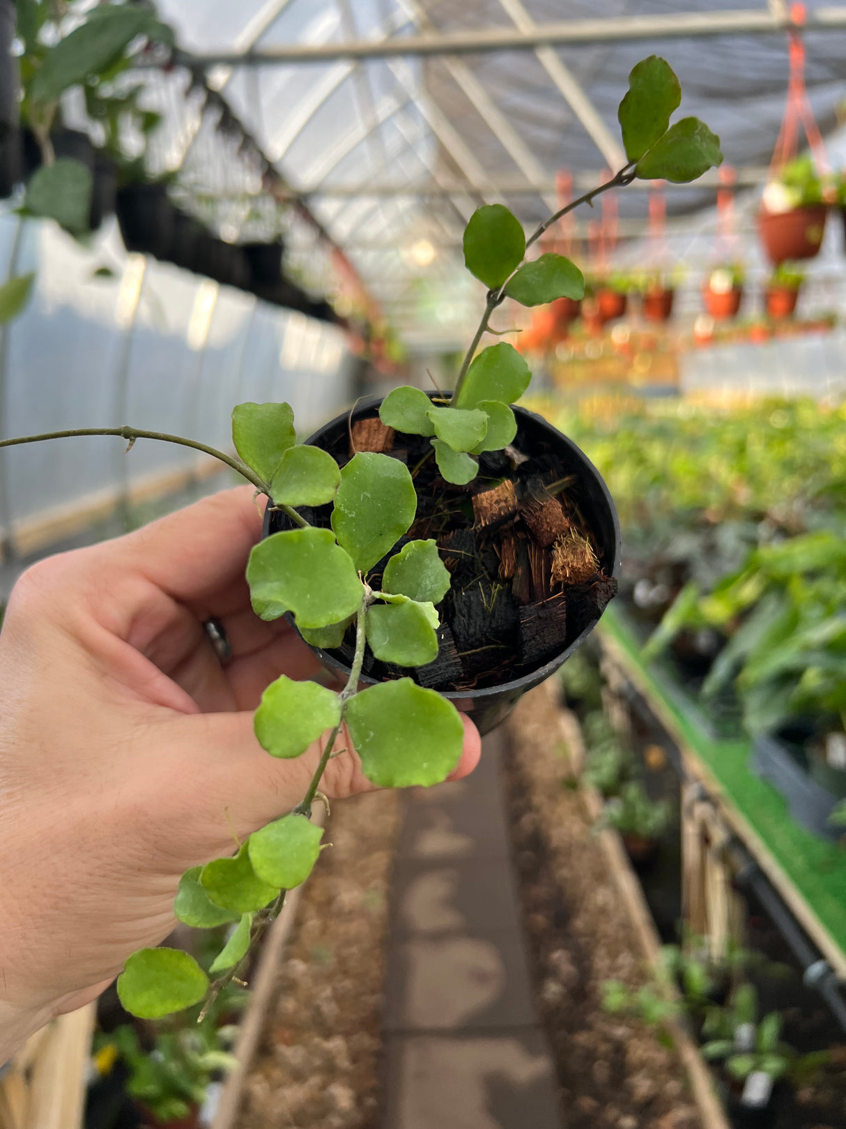 3" Hoya kanyakumariana