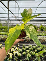 4” Philodendron domesticum variegated