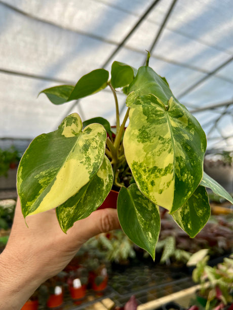 4” Philodendron Burle Marx variegated