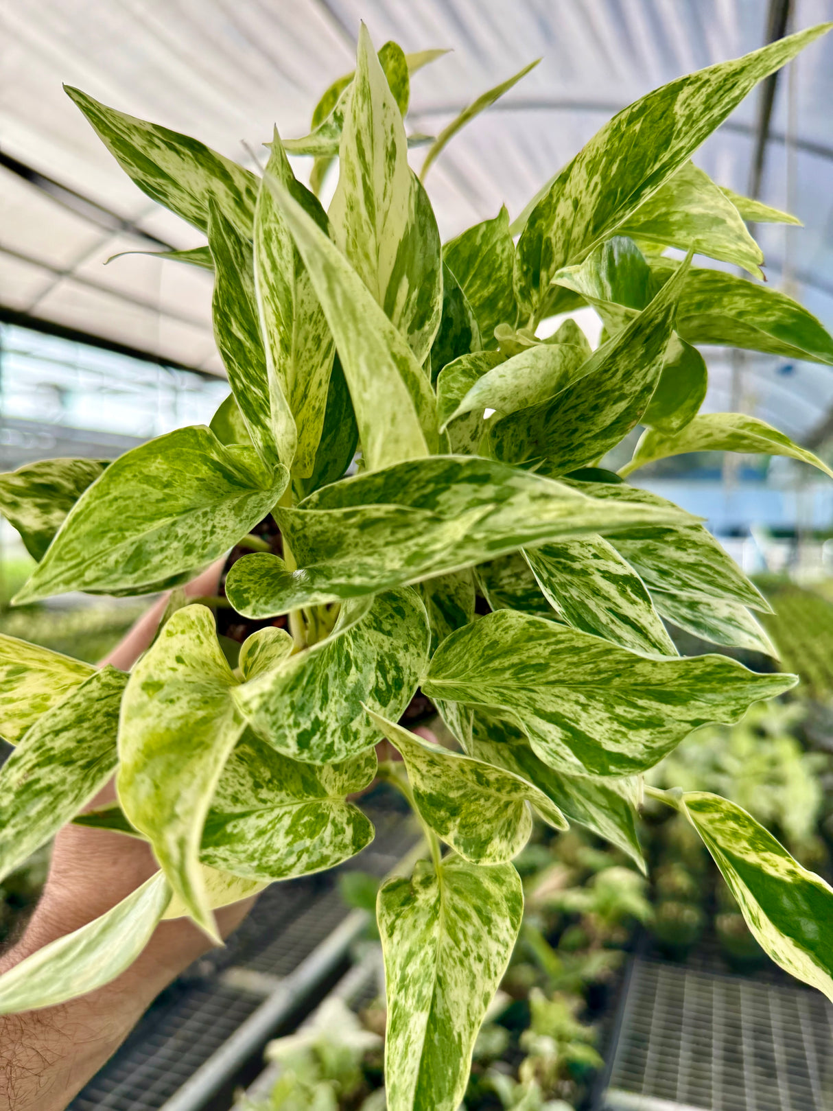 4" Pothos 'Marble Prince'