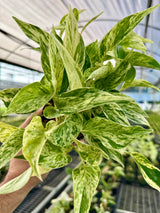4" Pothos 'Marble Prince'