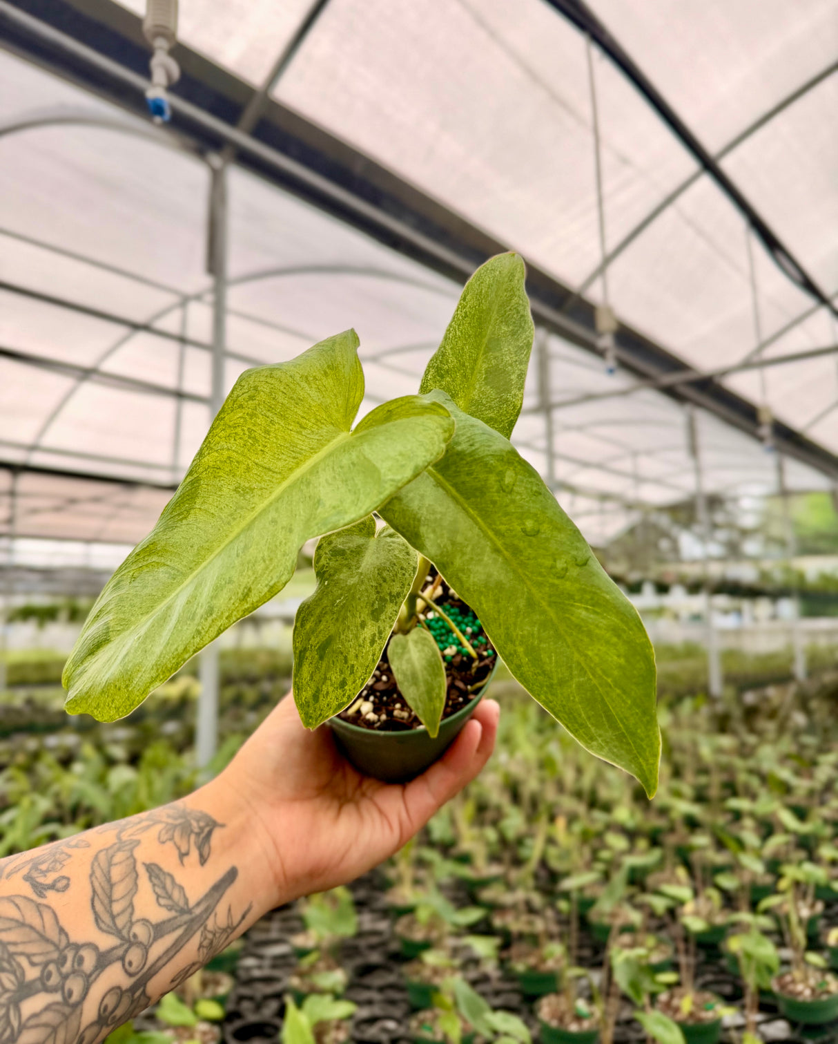 4" Philodendron 'Paraiso Verde'