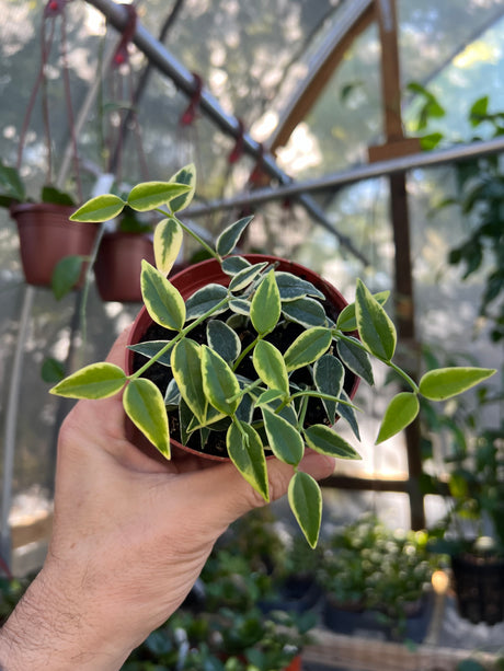 4” Hoya Bella (outer variegated)