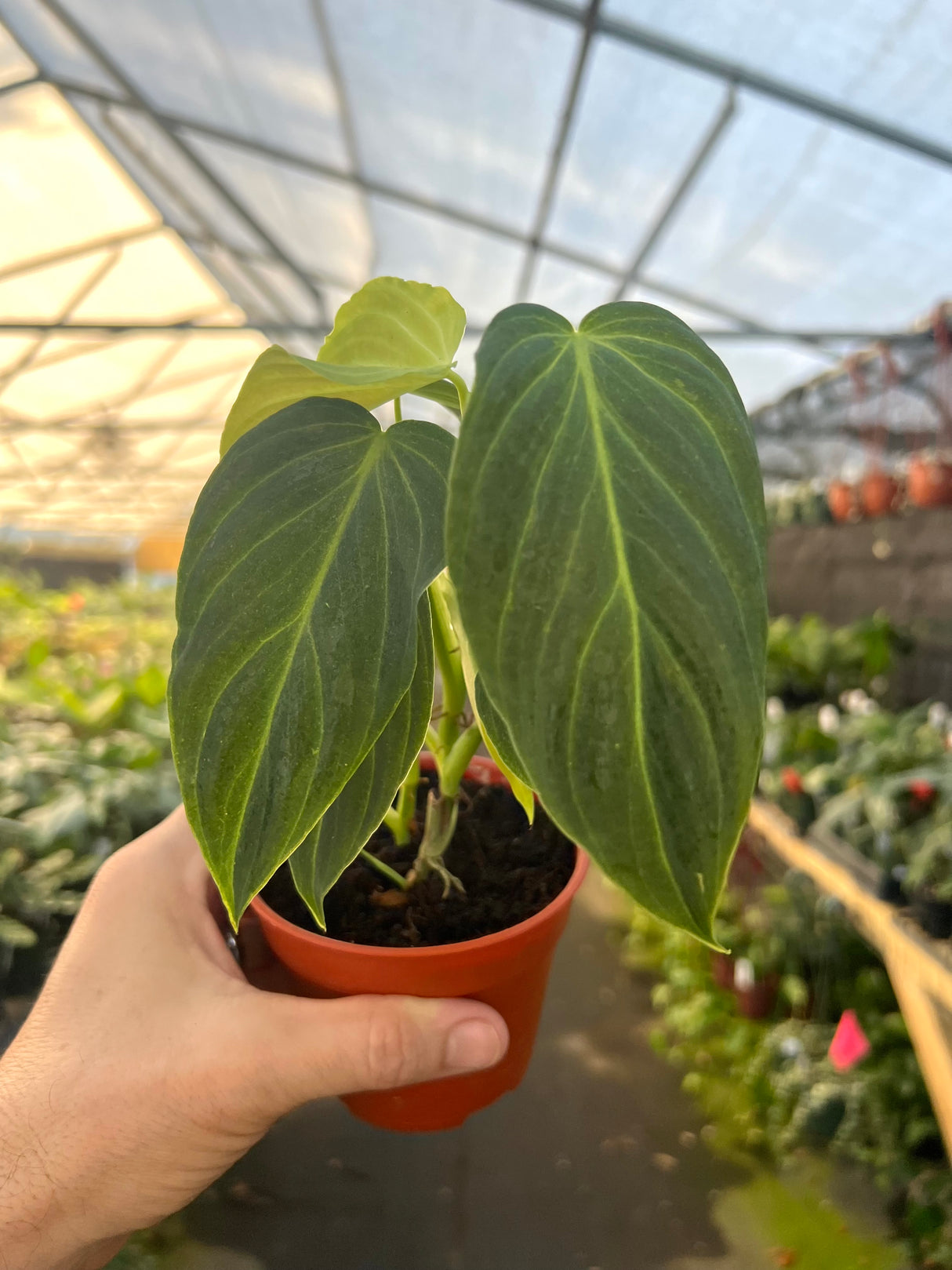 4" Philodendron Splendid