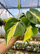 4” Philodendron Cream Splash