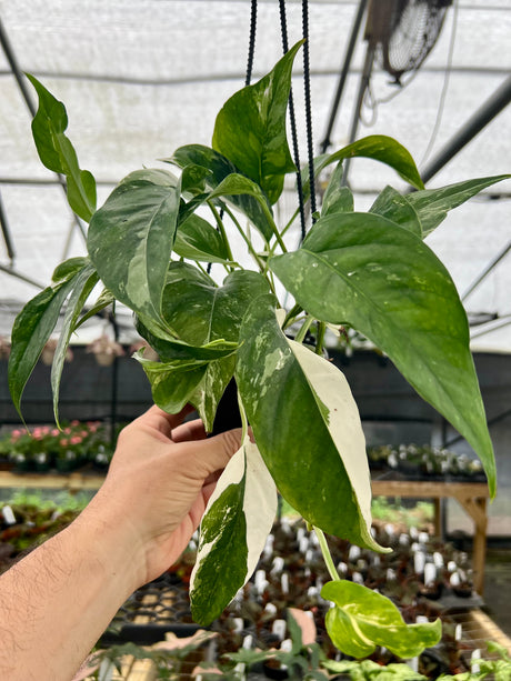 4" Epipremnum pinnatum albo (variegated) hanging basket