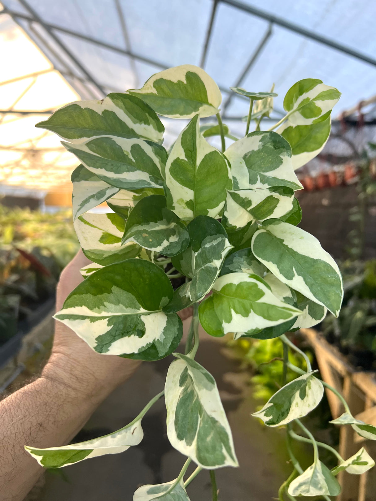 4" Pothos Pearls and Jade