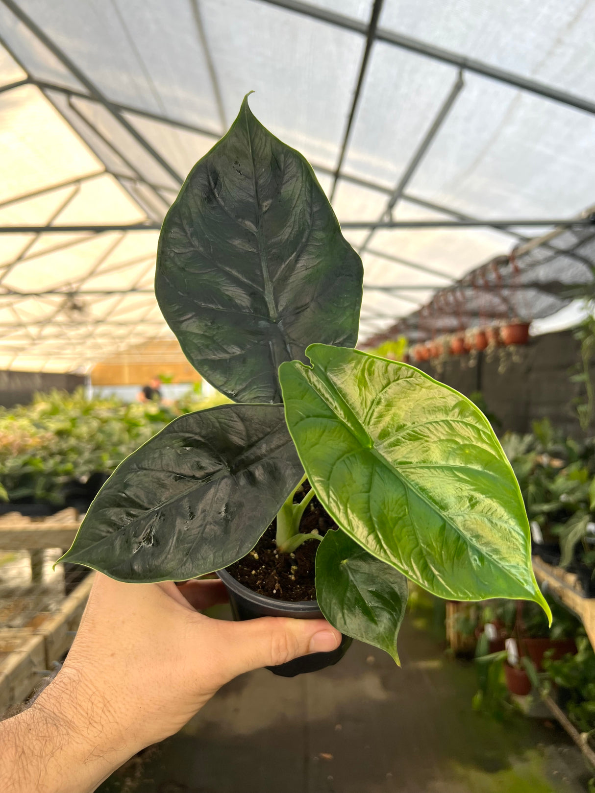 4" Alocasia Green Unicorn (azlanii x dragon scale)