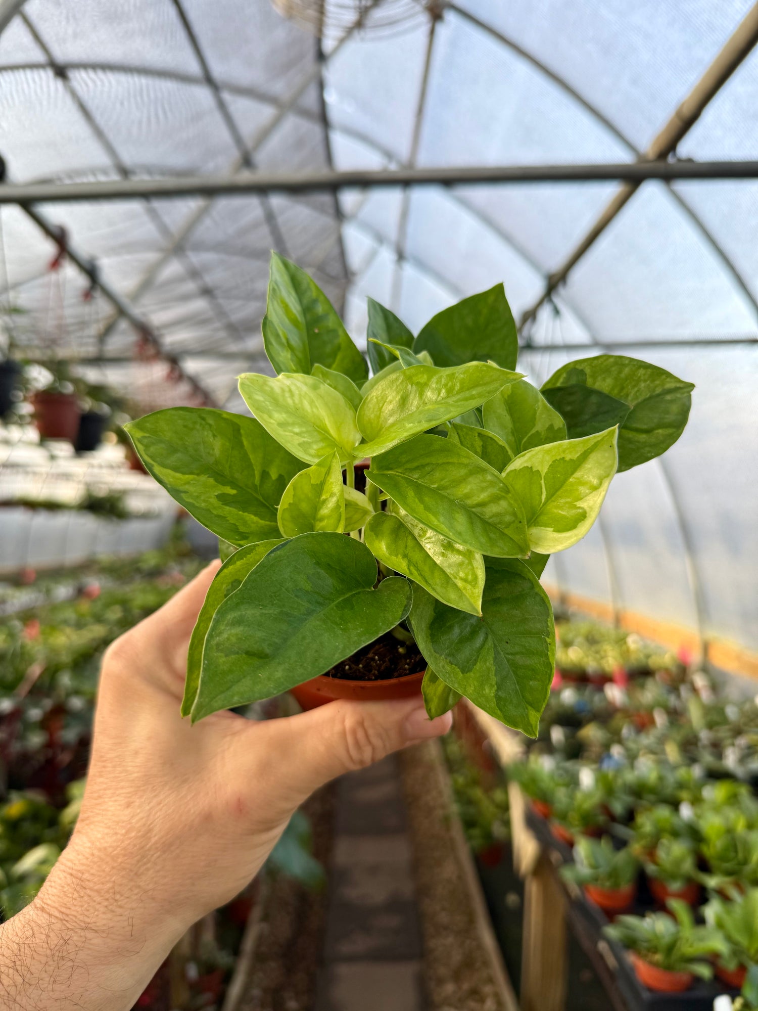 global green pothos yellow leaves 4” Pothos 'Global Green' – Canopy Plant Co