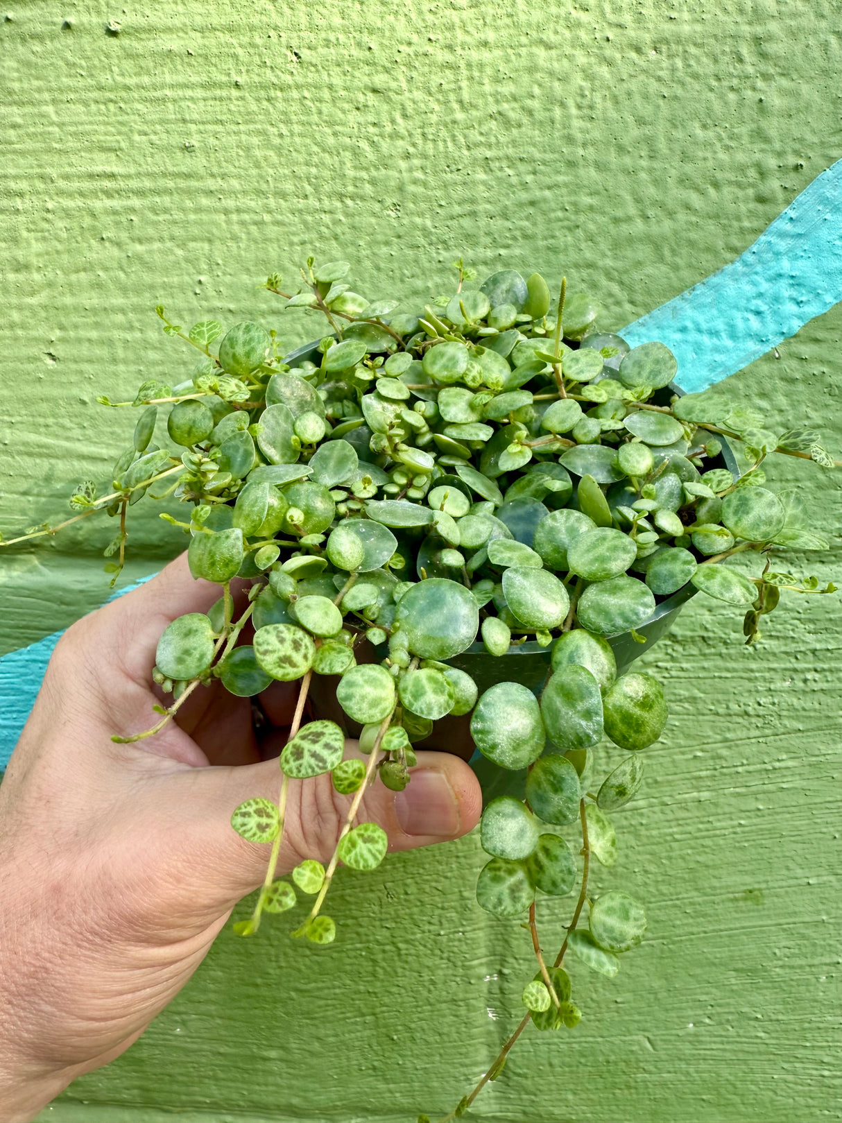 4” Peperomia 'String of Turtles'