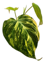 3” Philodendron Micans variegated