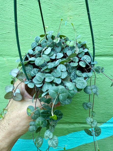 5” 'String of Hearts' hanging basket