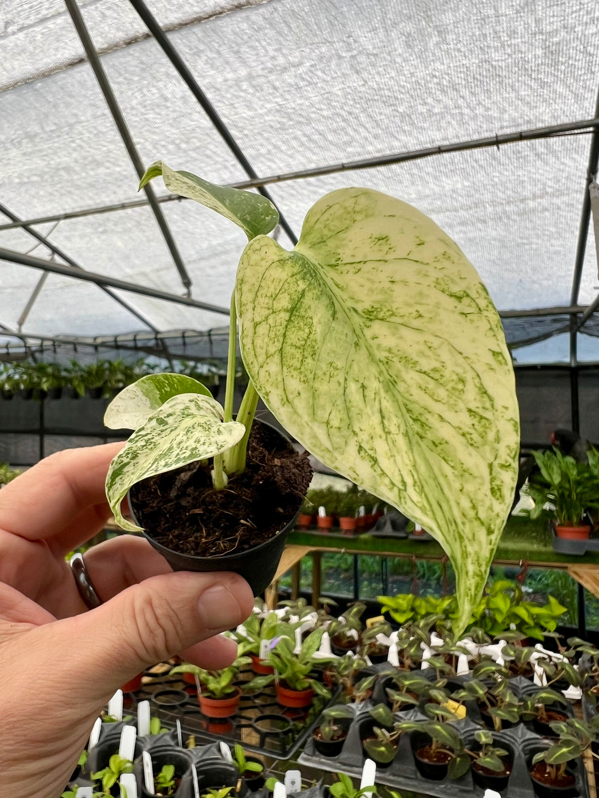 2” Monstera Mint