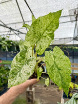 4" Alocasia ‘Blizzard’