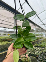 4" Hoya vangviengiensis hanging basket