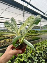 4" Epipremnum giganteum variegated