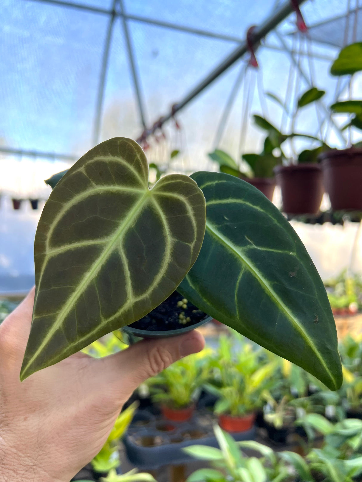 4" Anthurium regale