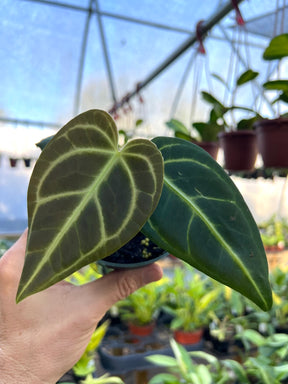 4" Anthurium regale - Canopy Plant Co.
