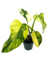 4” Philodendron domesticum variegated