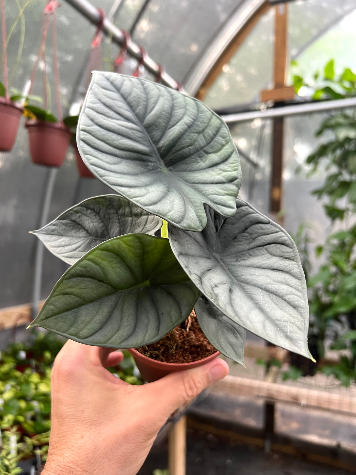 4" Alocasia Nebula