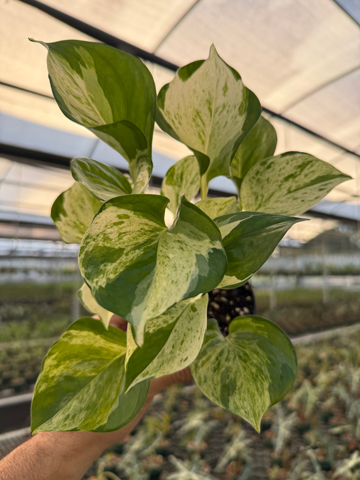 4" Pothos ‘Manjula’