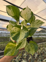 4" Pothos ‘Manjula’