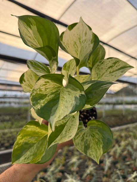 4" Pothos ‘Manjula’ - Canopy Plant Co.