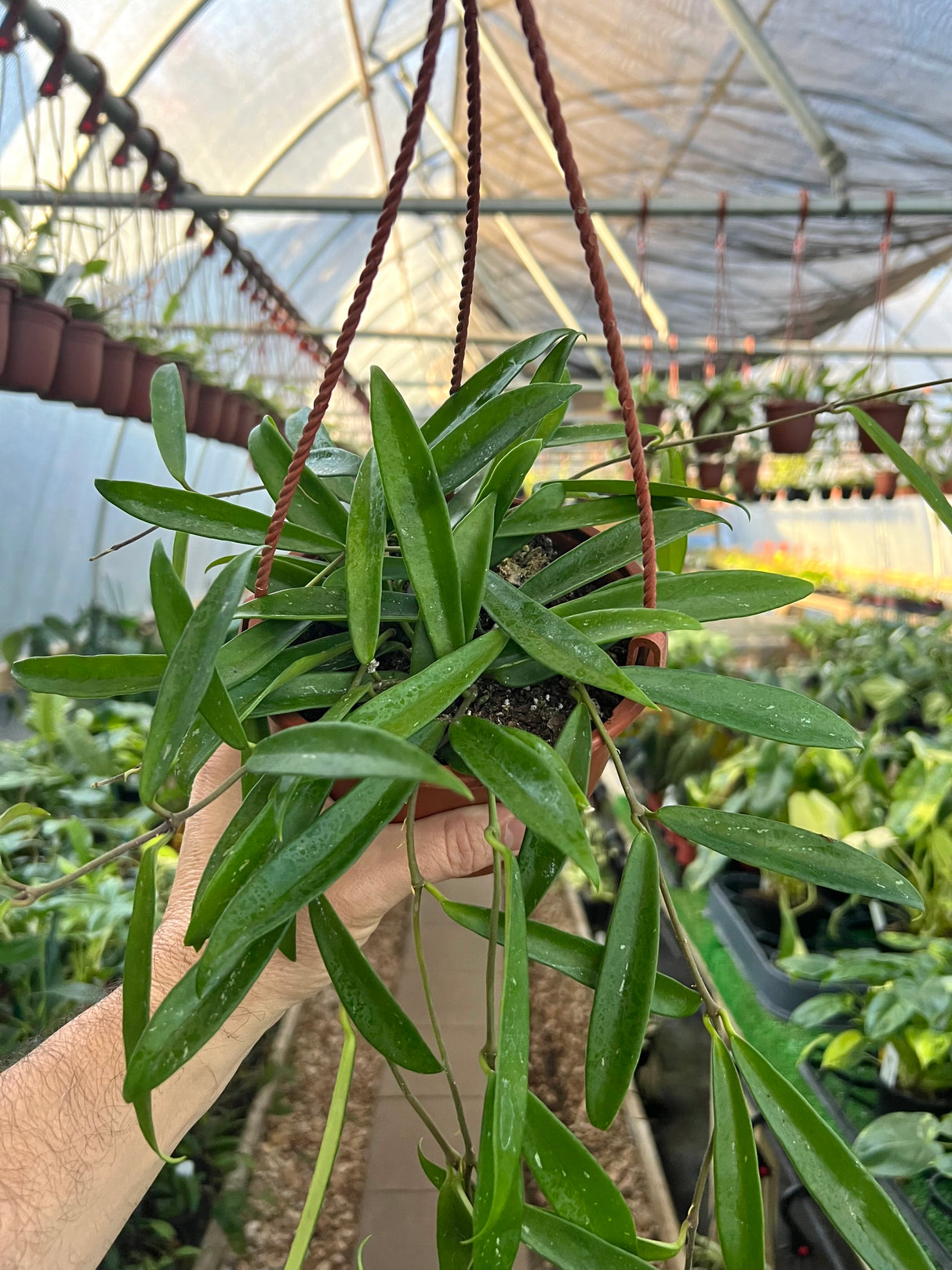 6” Hoya Minibelle hanging basket