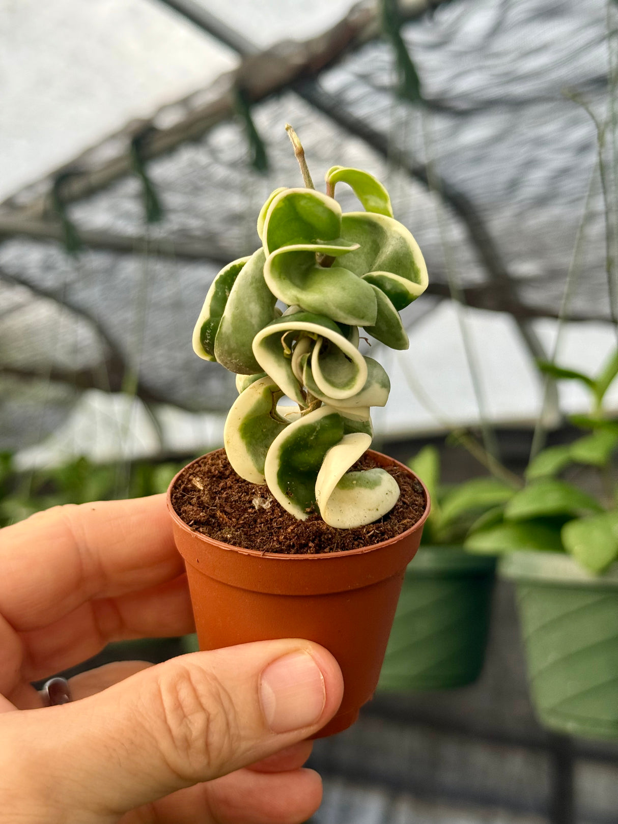 2" Hoya compacta variegated 'Rope'