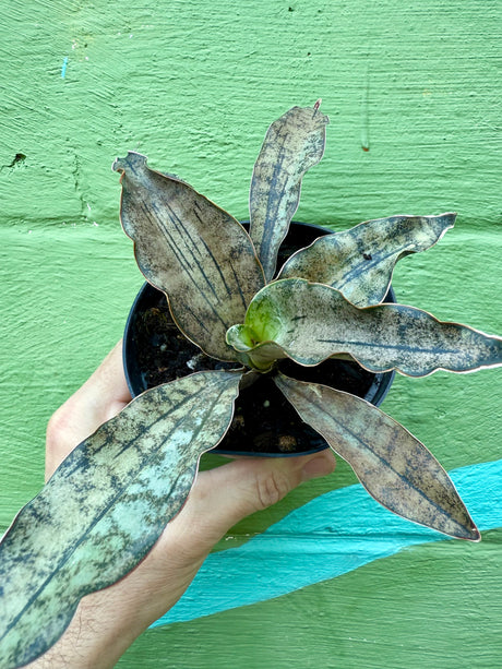 4" Sansevieria kirkii 'Coppertone' - Canopy Plant Co.