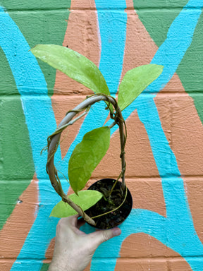 4” Hoya peninsularis 'Teddy Bear' - Canopy Plant Co.