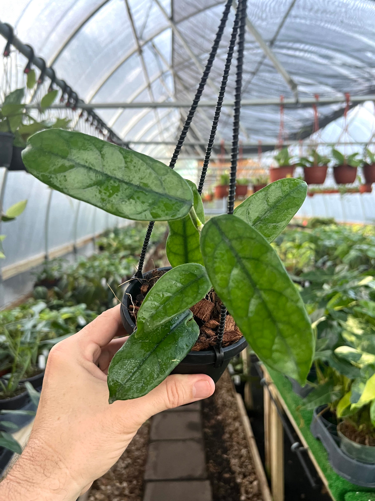 4" Hoya globulosa hanging basket