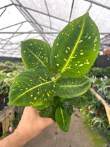 4" Dieffenbachia Reflector