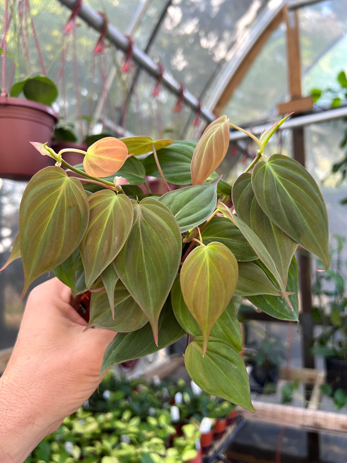 4” Philodendron Micans