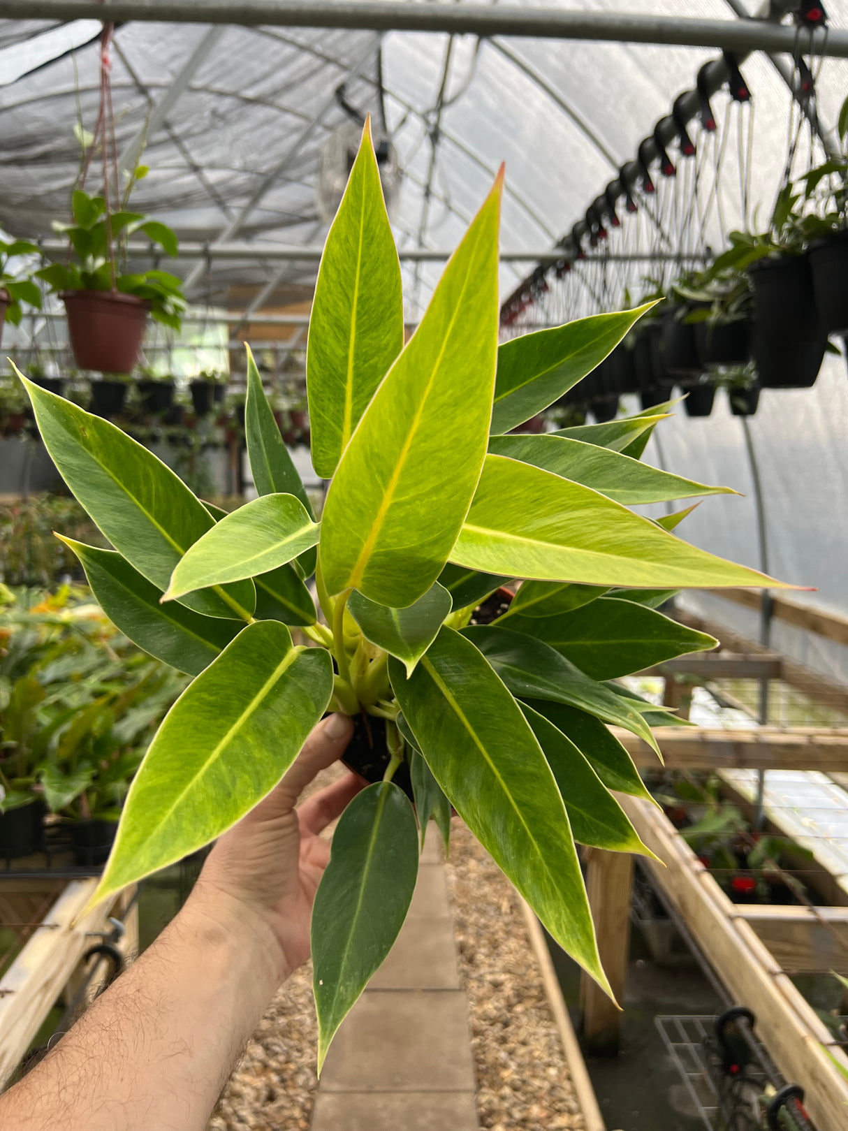 6" Philodendron Calkins Gold