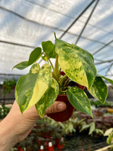 4” Philodendron Burle Marx variegated