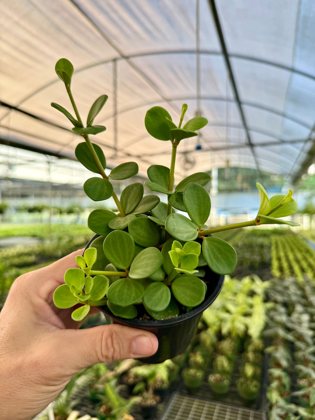 4" Peperomia 'Hope'