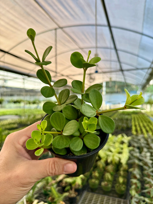 Healthy 4-inch Peperomia 'Hope' plant from Canopy Plant Co. with vibrant green, glossy leaves and compact growth.