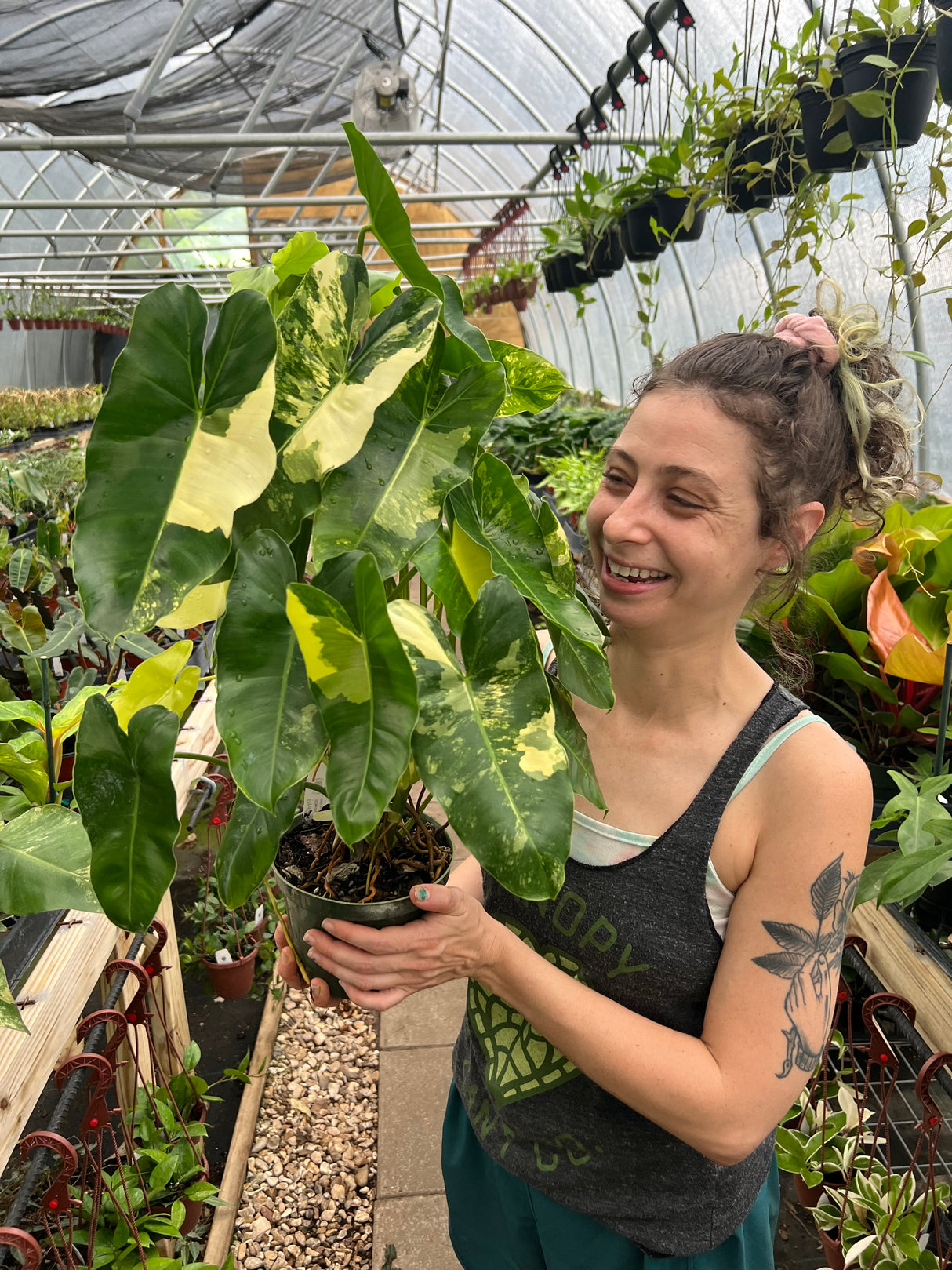 6" Philodendron Burle Marx variegated