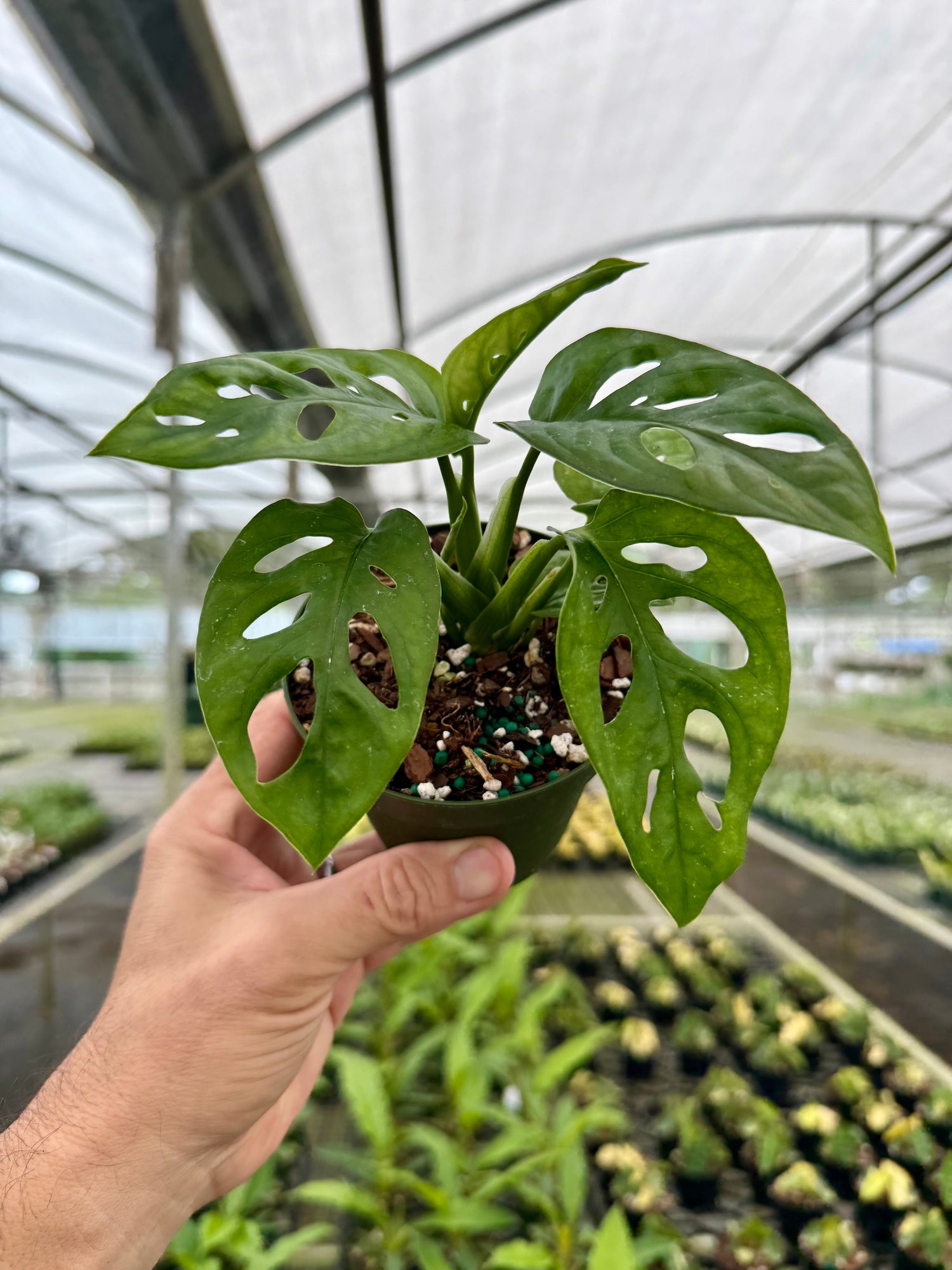 monstera adansonii mini Rare Monstera Adansonii 'Swiss Cheese'