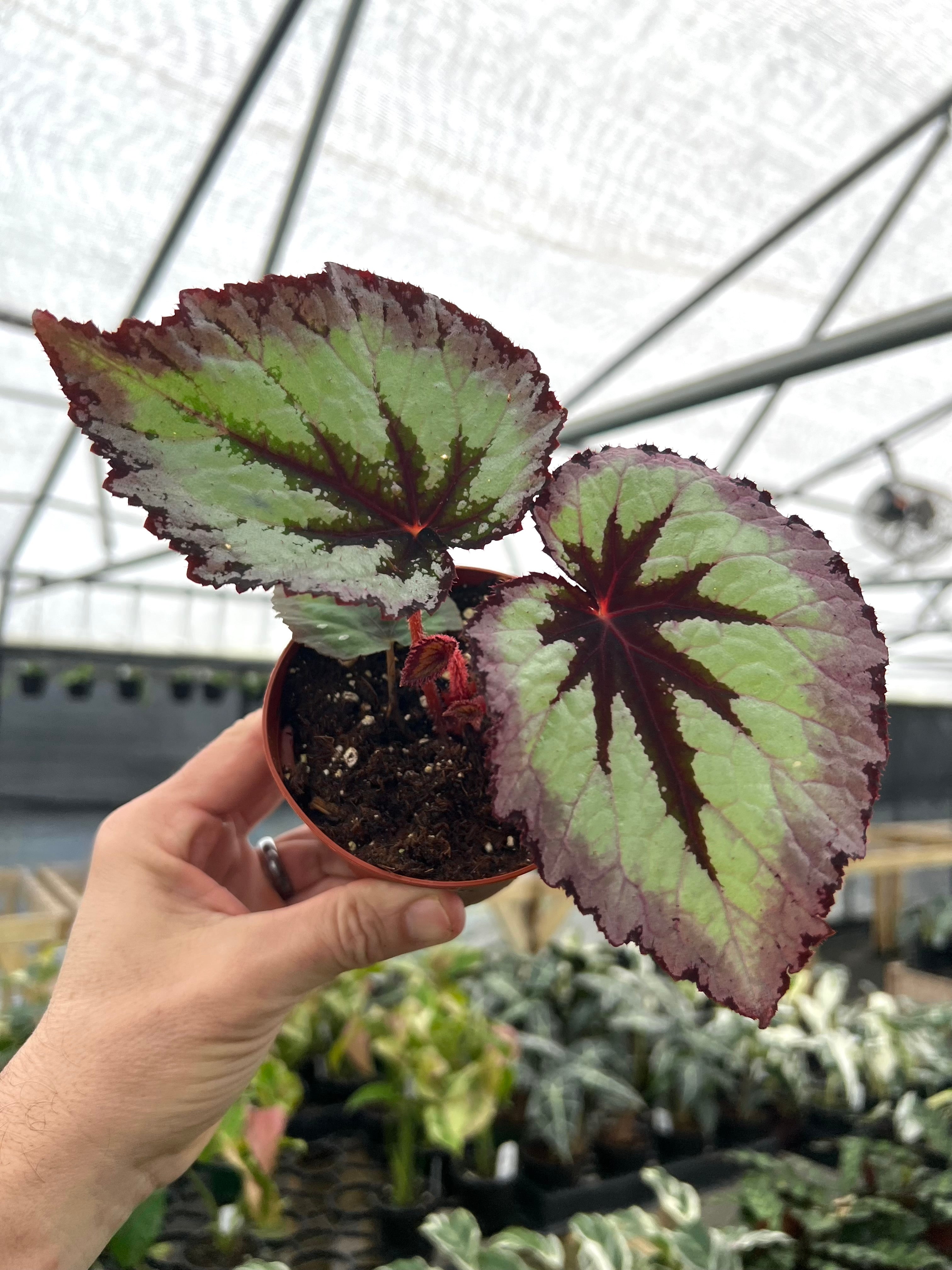 Products – Page 7 – Canopy Plant Co.