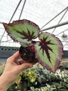 4" Begonia Firewoman - Canopy Plant Co.