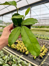 4" Hoya globulosa