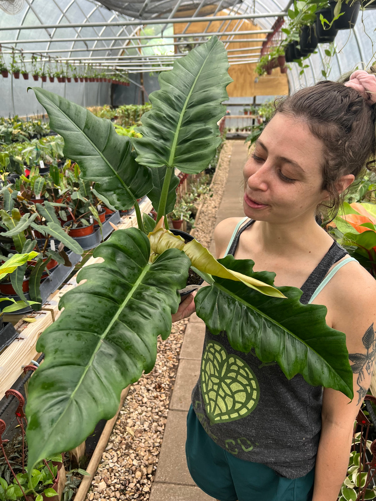 6" Philodendron Jungle Boogie