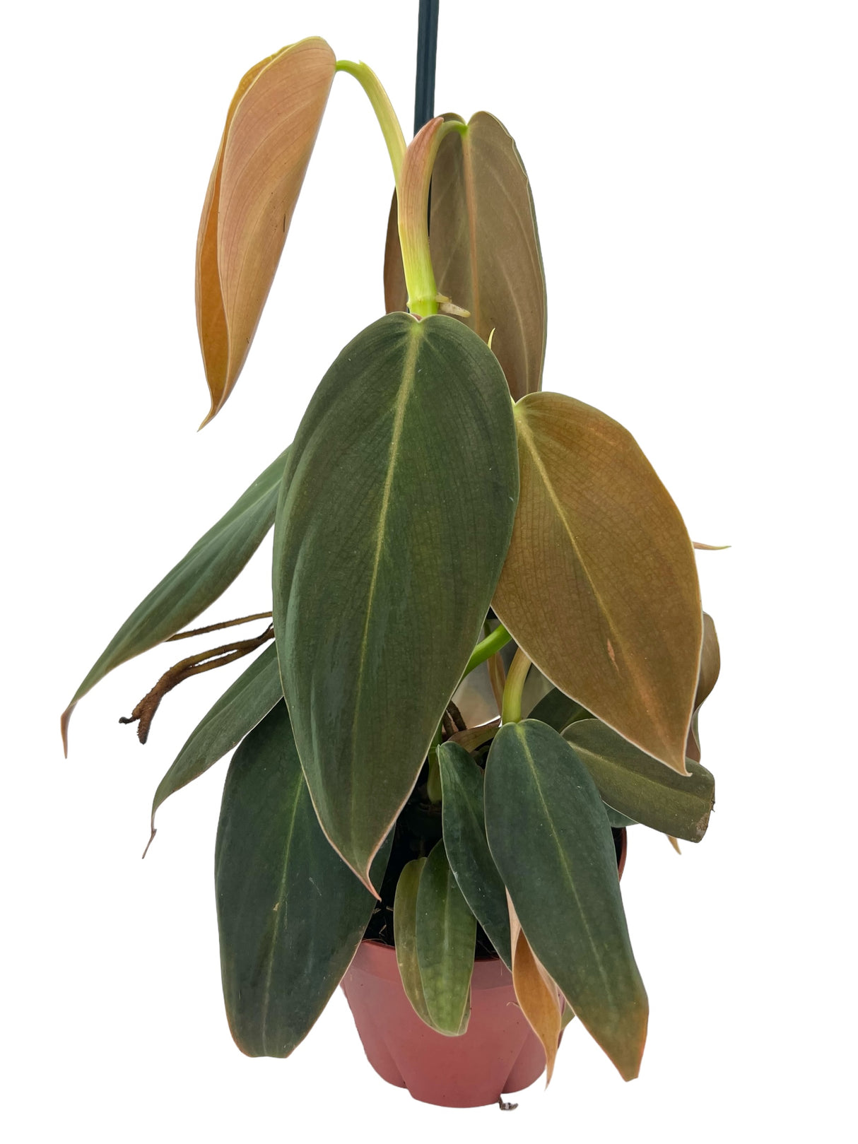 4" Philodendron gigas