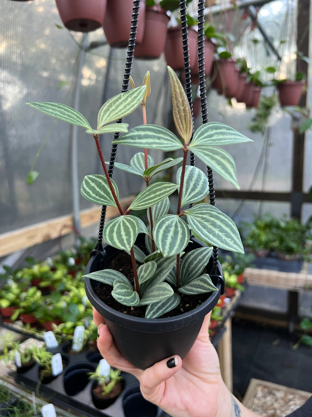 4" Peperomia puteolata hanging basket