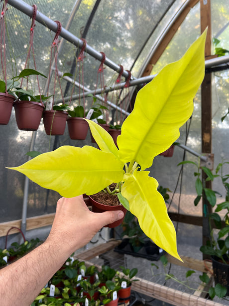 4" Philodendron Golden Saw ('Jungle Boogie' aurea)